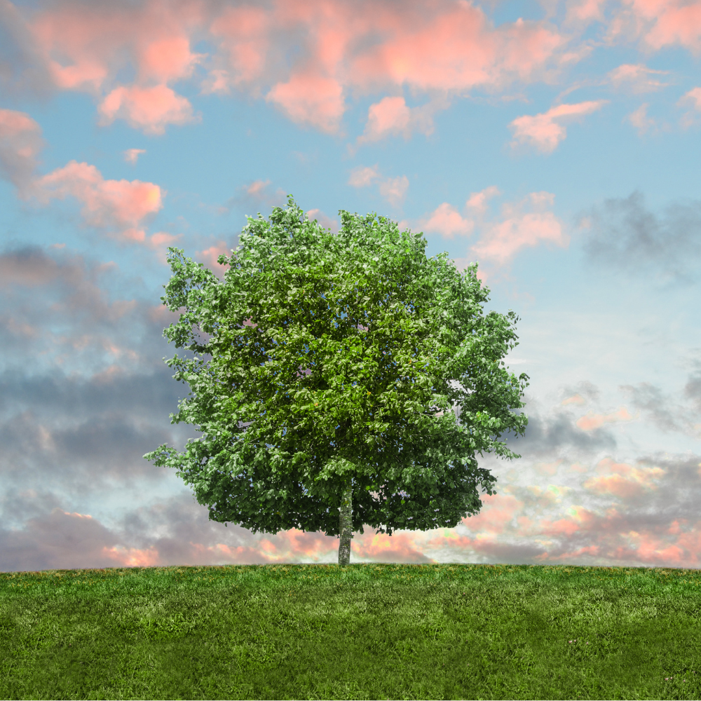 A Tree Standing On a Hill Lone green tree on a grassy hill under a colorful sky at sunset.